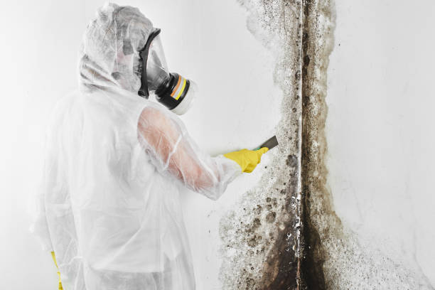 Best White Mold Remediation in Chester, VA