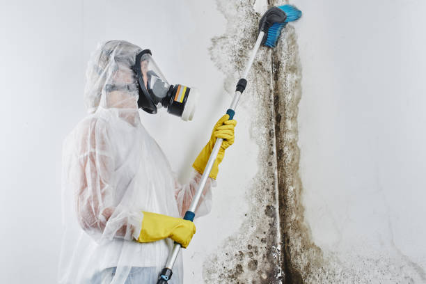 Best Residential Mold Remediation in Chester, VA