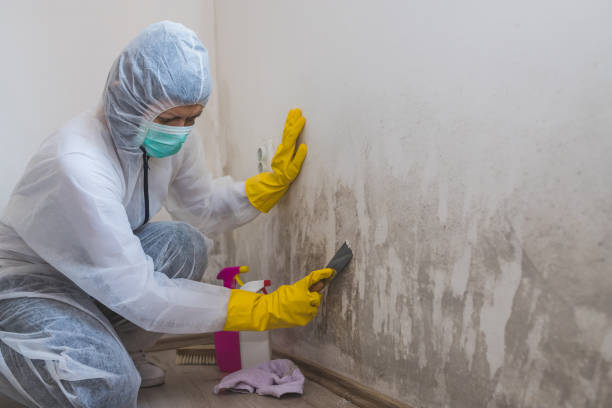 Best DIY Mold Remediation Support Services in Chester, VA