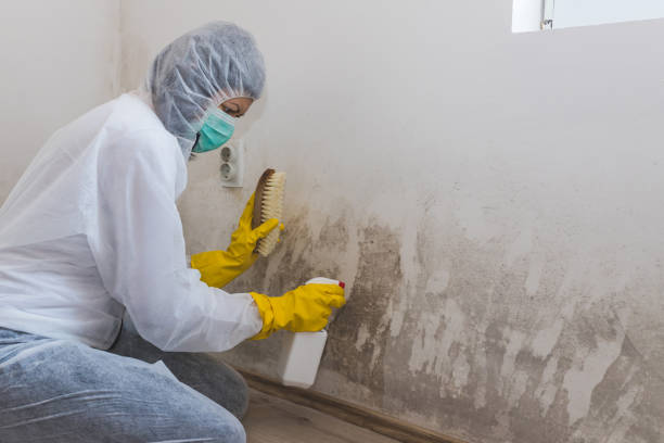 Reliable Chester, VA Mold Remediation Solutions