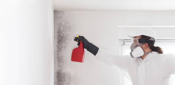 Best Kitchen Mold Remediation in Chester, VA