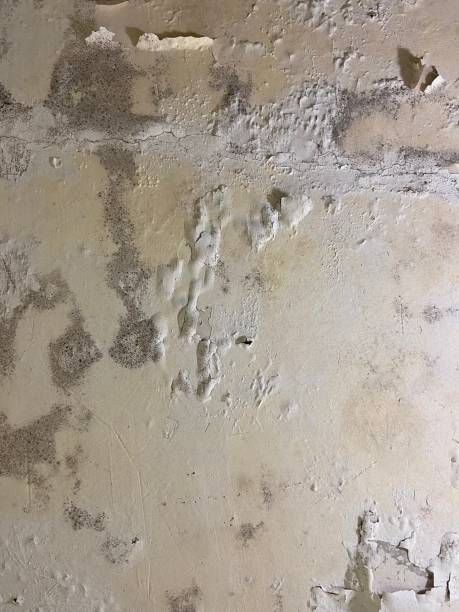  Chester, VA Mold Removal Pros