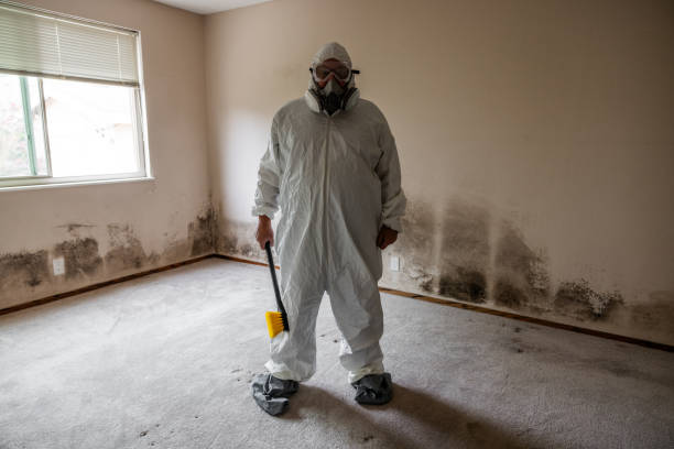 Best Basement Mold Remediation in Chester, VA