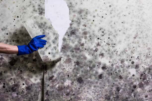 Best White Mold Remediation in Chester, VA