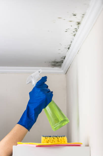 Best Bathroom Mold Remediation in Chester, VA