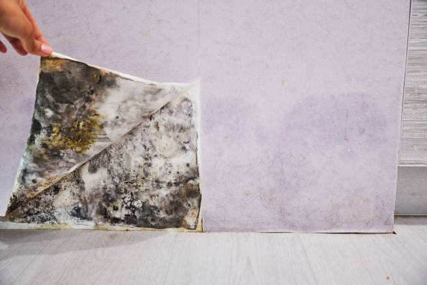 Best Preventive Mold Services in Chester, VA